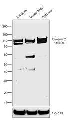 Dynamin 2 Antibody in Western Blot (WB)