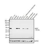 G6PD Antibody