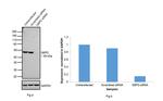 G6PD Antibody in Western Blot (WB)