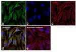 GPI Antibody in Immunocytochemistry (ICC/IF)