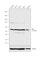 GPI Antibody in Western Blot (WB)