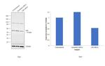 GPI Antibody in Western Blot (WB)