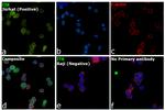 ITK Antibody in Immunocytochemistry (ICC/IF)