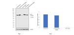 Cytokeratin 5 Antibody in Western Blot (WB)