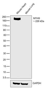 MYH9 Antibody in Western Blot (WB)