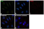 PBX1 Antibody in Immunocytochemistry (ICC/IF)