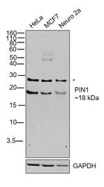 PIN1 Antibody in Western Blot (WB)