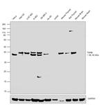 THRB Antibody