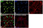 THRB Antibody in Immunocytochemistry (ICC/IF)