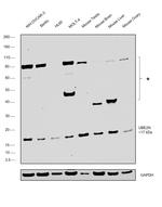 UBC13 Antibody in Western Blot (WB)