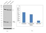 UBC13 Antibody in Western Blot (WB)