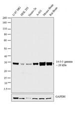 14-3-3 gamma Antibody in Western Blot (WB)