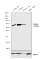 ALDH2 Antibody in Western Blot (WB)