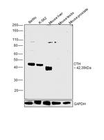 CTH Antibody in Western Blot (WB)