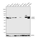 CRMP2 Antibody