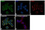 CRMP2 Antibody in Immunocytochemistry (ICC/IF)