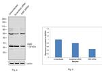 Emerin Antibody in Western Blot (WB)