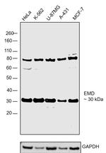 Emerin Antibody in Western Blot (WB)