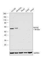 GATA2 Antibody in Western Blot (WB)