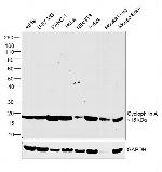 Cyclophilin A Antibody in Western Blot (WB)