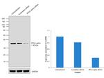 PP2A alpha Antibody