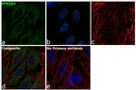 PPP2R4 Antibody in Immunocytochemistry (ICC/IF)