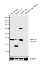 PPP2R4 Antibody in Western Blot (WB)