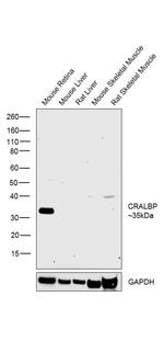 CRALBP Antibody in Western Blot (WB)