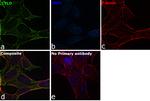 CYLD Antibody in Immunocytochemistry (ICC/IF)