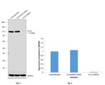 CYLD Antibody in Western Blot (WB)