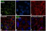 Monoamine Oxidase B Antibody