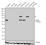 Monoamine Oxidase B Antibody