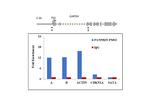 PMS2 Antibody in ChIP Assay (ChIP)