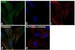 TPM1 Antibody in Immunocytochemistry (ICC/IF)