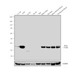 TPM1 Antibody in Western Blot (WB)