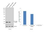 HP1 alpha Antibody in Western Blot (WB)