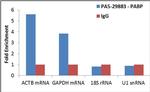 PABP Antibody