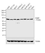 PABP Antibody in Western Blot (WB)