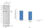 PABP Antibody in Western Blot (WB)