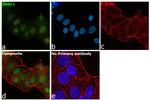 UHRF1 Antibody in Immunocytochemistry (ICC/IF)