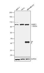 UHRF1 Antibody in Western Blot (WB)