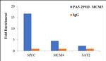 MCM5 Antibody in ChIP Assay (ChIP)