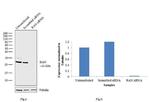 RAN Antibody in Western Blot (WB)