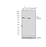 gamma Catenin Antibody in Western Blot (WB)