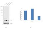 Calcineurin B Antibody