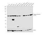 GSR Antibody in Western Blot (WB)