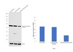 GSR Antibody