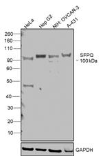 SFPQ Antibody in Western Blot (WB)