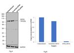 SFPQ Antibody