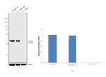 TDP-43 Antibody in Western Blot (WB)